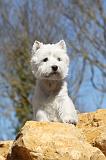 WESTIE 009